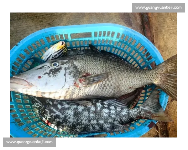 岱山海钓者意外发现：不同鱼类竟有独特 “语言”，百年渔谚暗藏声学密码